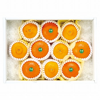 ct[c 啪Y fR|y͂ԁF11{`z